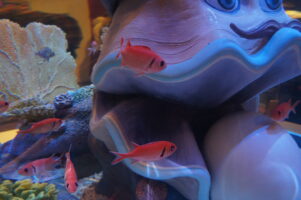 Aquarium photos