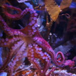 Big Octopus