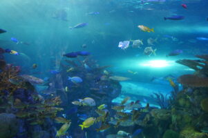 Aquarium photos