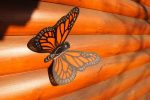 Best things to do in Branson